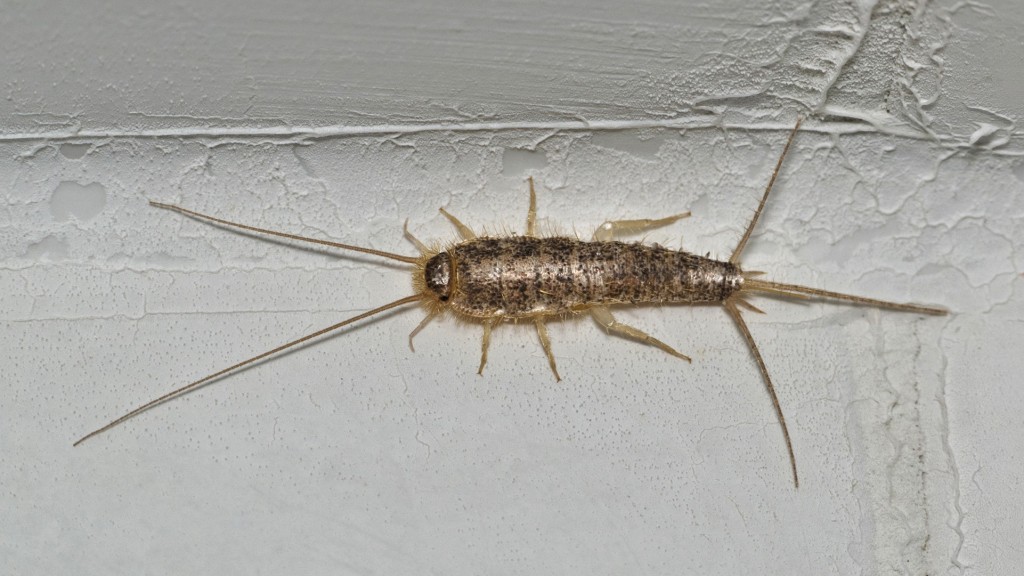Papierfischchen