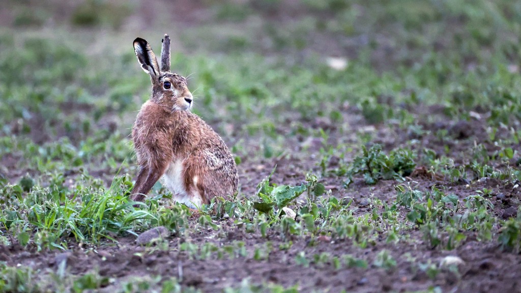 Feldhase (Lepus europaeus)