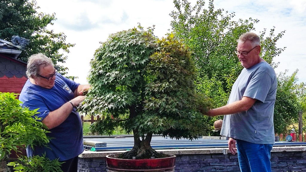 Falk Jager und Andreas Hans bei der Bonsai-Pflege