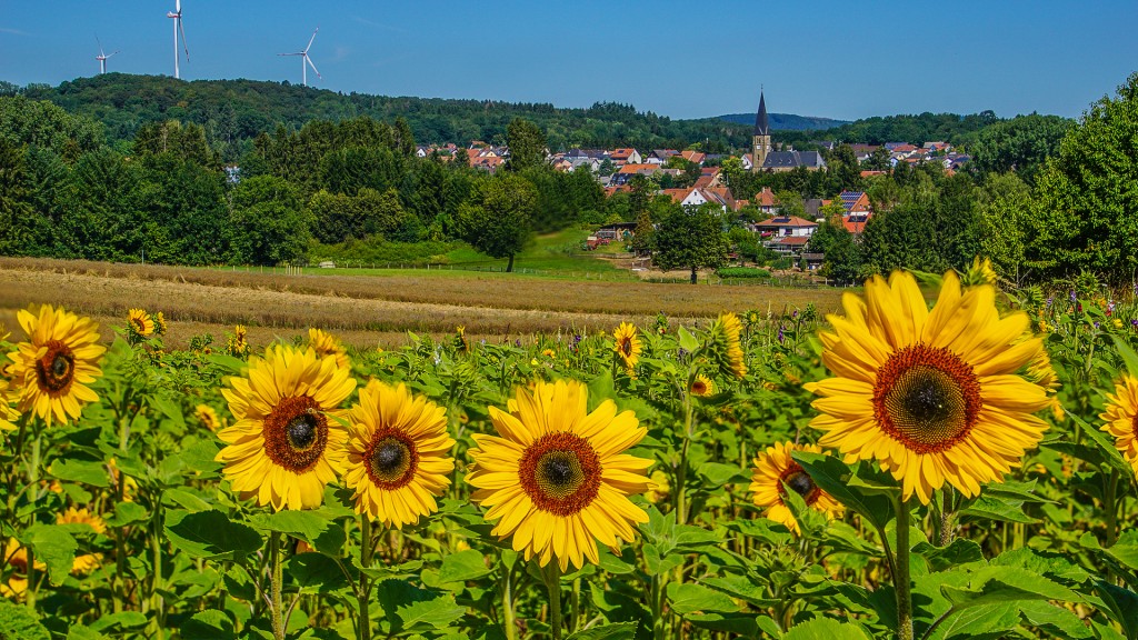Blick auf ein Sonnenblumenfeld