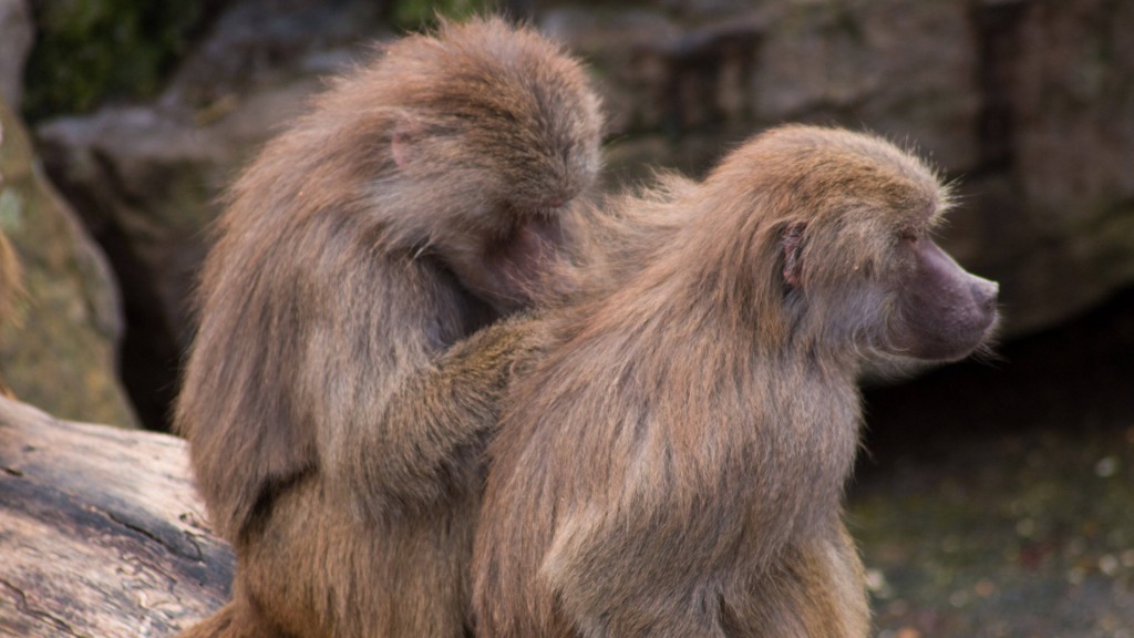 Mantelpaviane im Zoo Neunkirchen