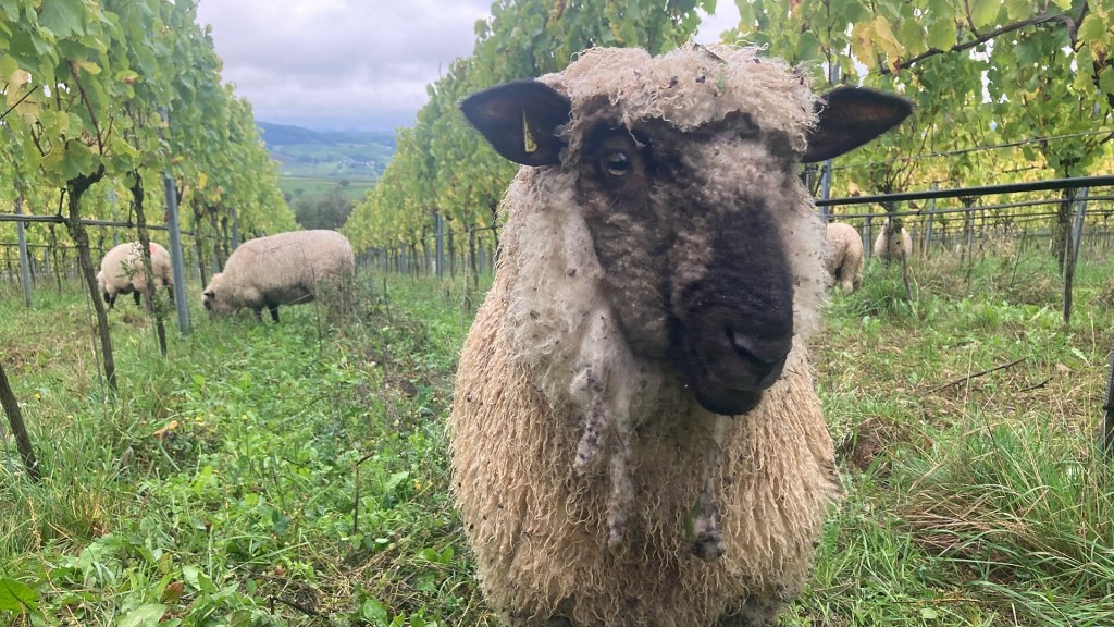 Schafe im Weinberg