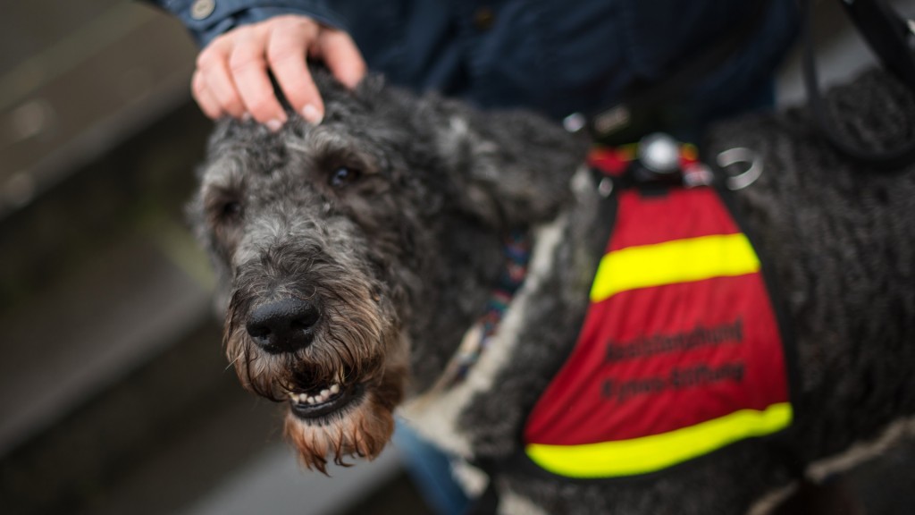 Eine Frau führt einen mit einer Weste gekennzeichneten Assistenzhund mit sich.