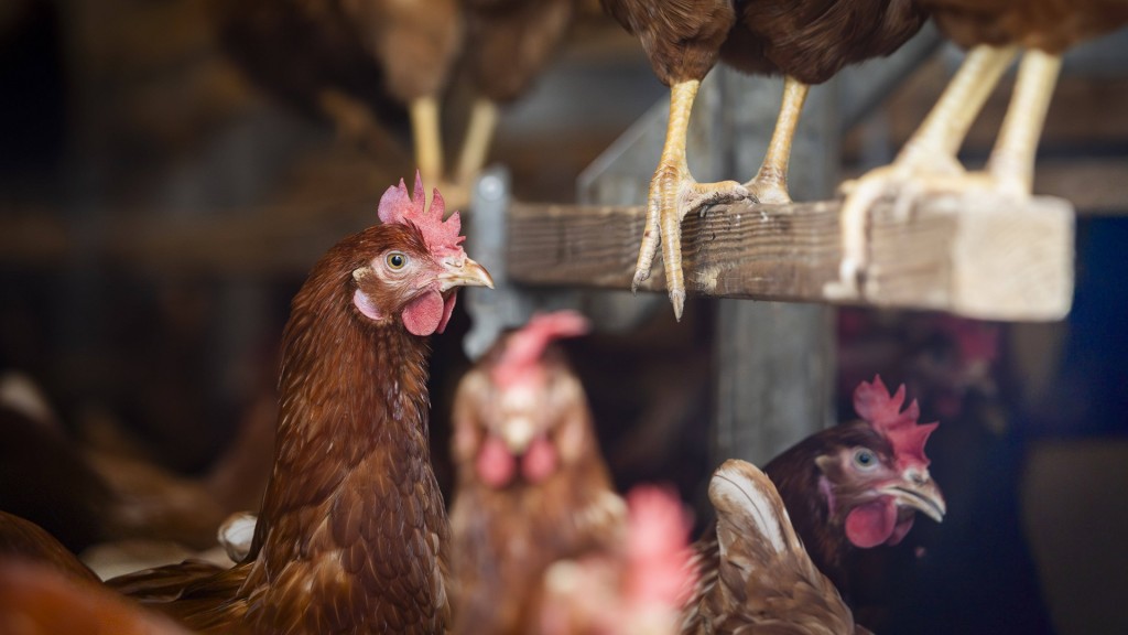 Hühner in einem Stall