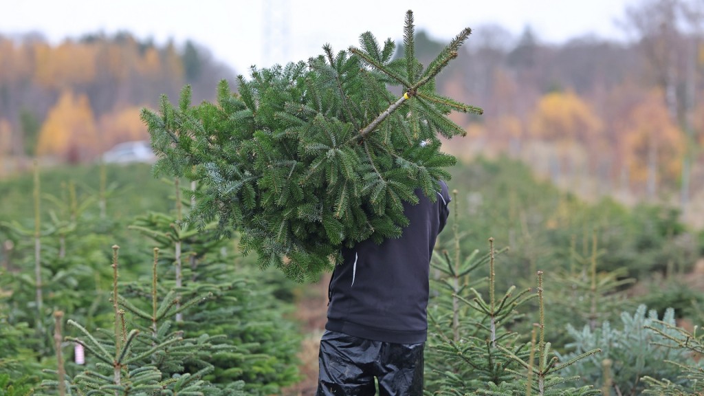 Ein Mann trägt eine junge Nordmanntanne auf der Schulter (Symbolbild).