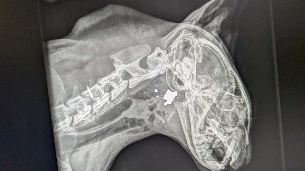 Röntgenbild des erschossenen Katers