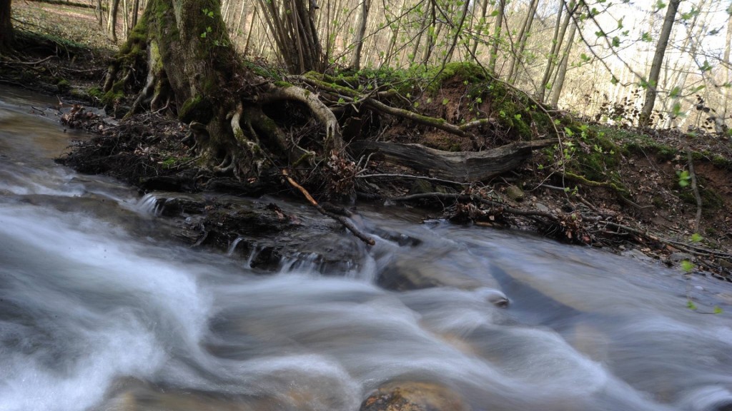 Naturbelassener Wald vor den Toren der Stadt