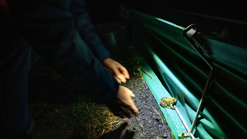 Ein ehrenamtlicher Helfer greift nach einem Wasserfrosch an einem Amphibien-Fangzaun am Straßenrand