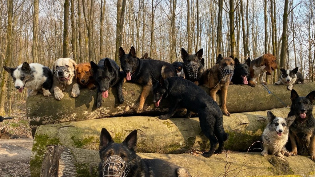 Symbolbild Mehrhundehaltung 