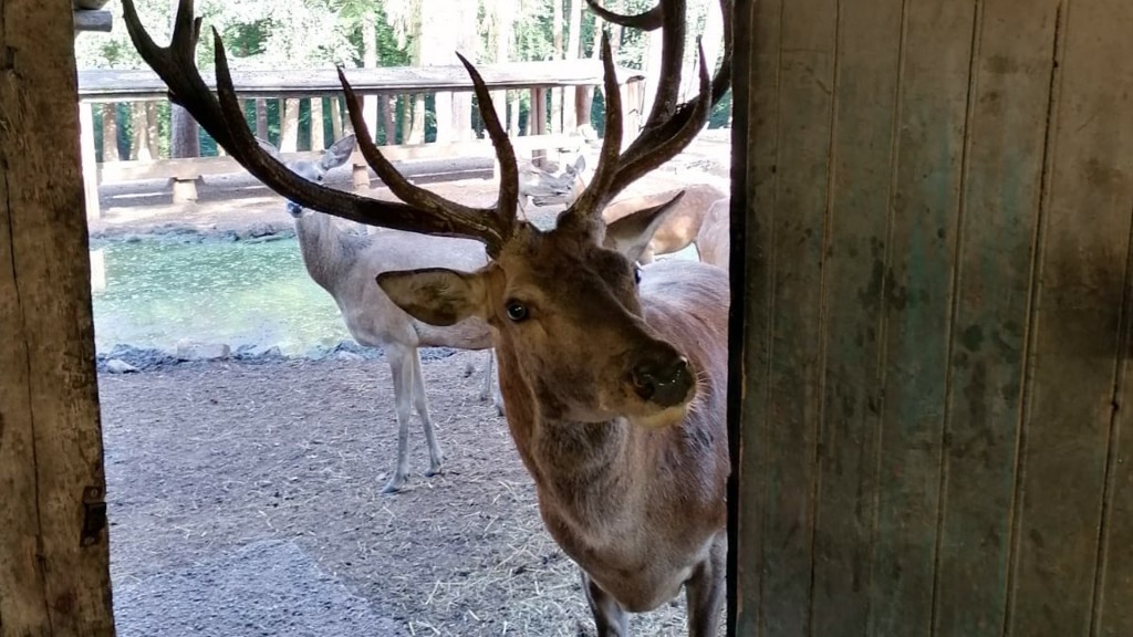Rothirsch im Wildpark Differten