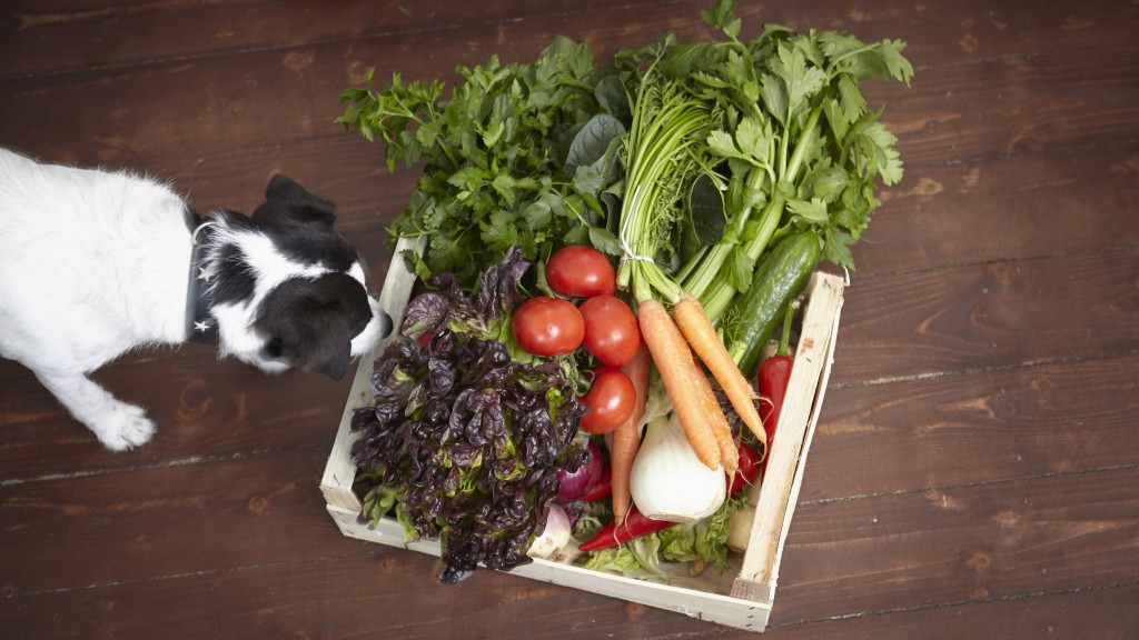 Hund steht vor Gemüsekorb 