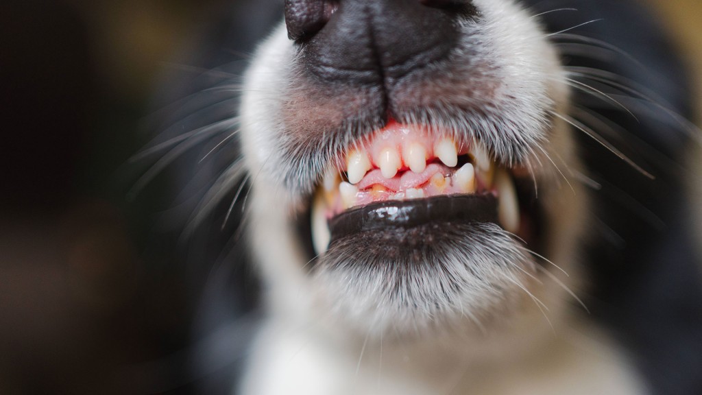 Foto: Hund fletscht die Zähne.
