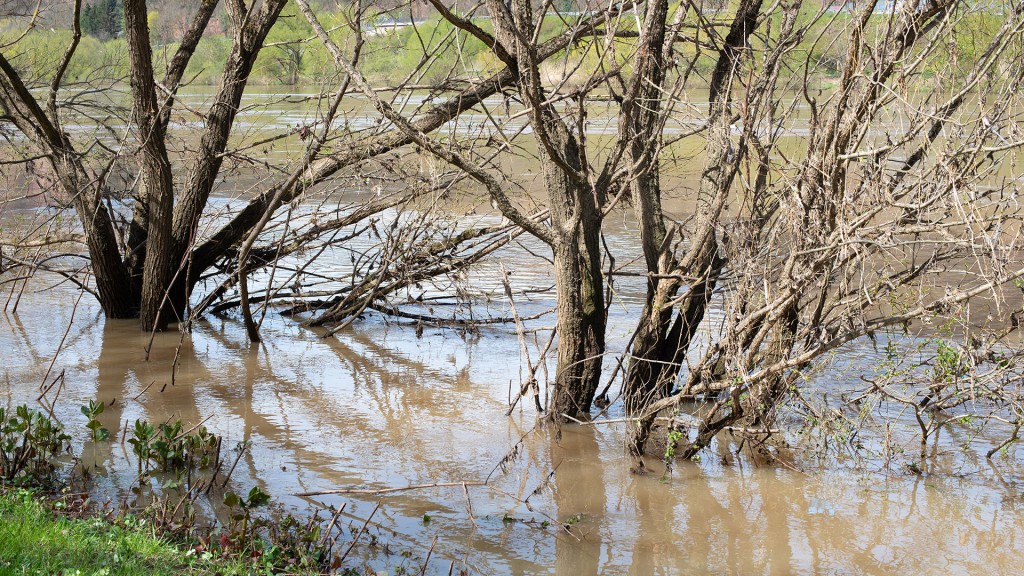 Bäume stehen im Wasser