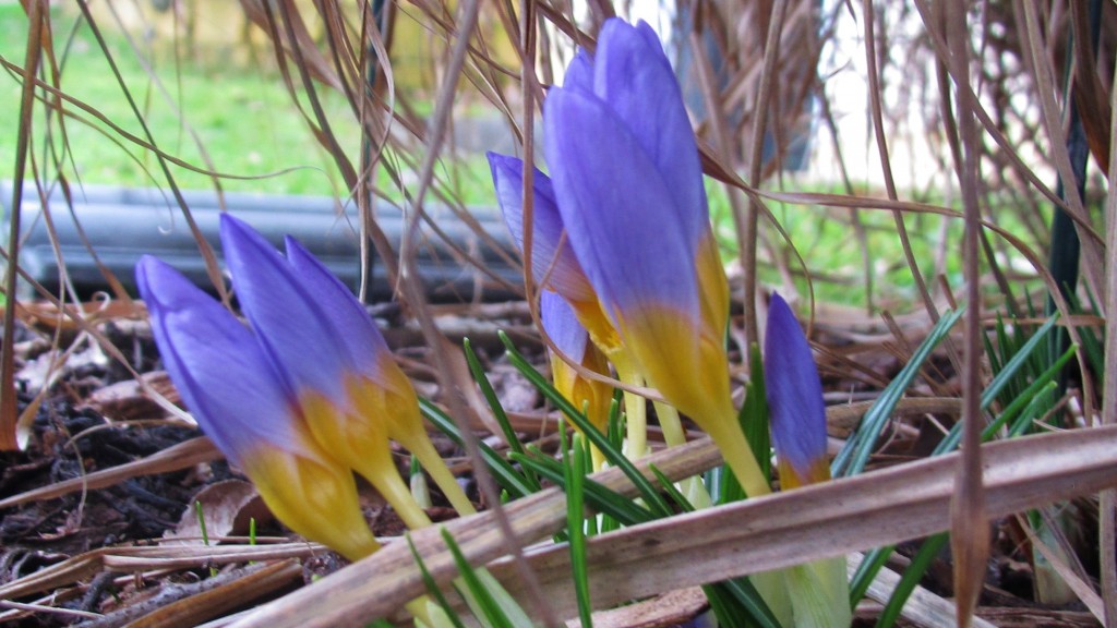 Krokusse im Frühling