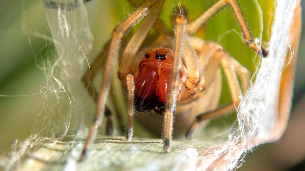 Spinne: Ammen-Dornfinger