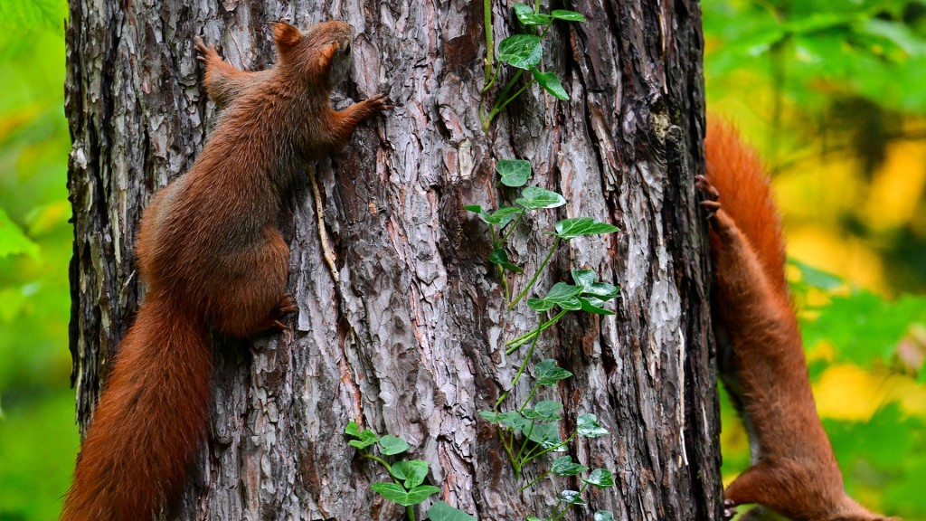 Zwei Eichhörnchen klettern einen Baum hoch.