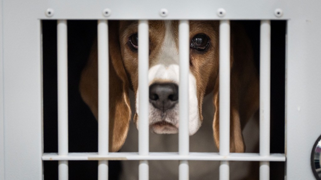 Eingesperrter Hund