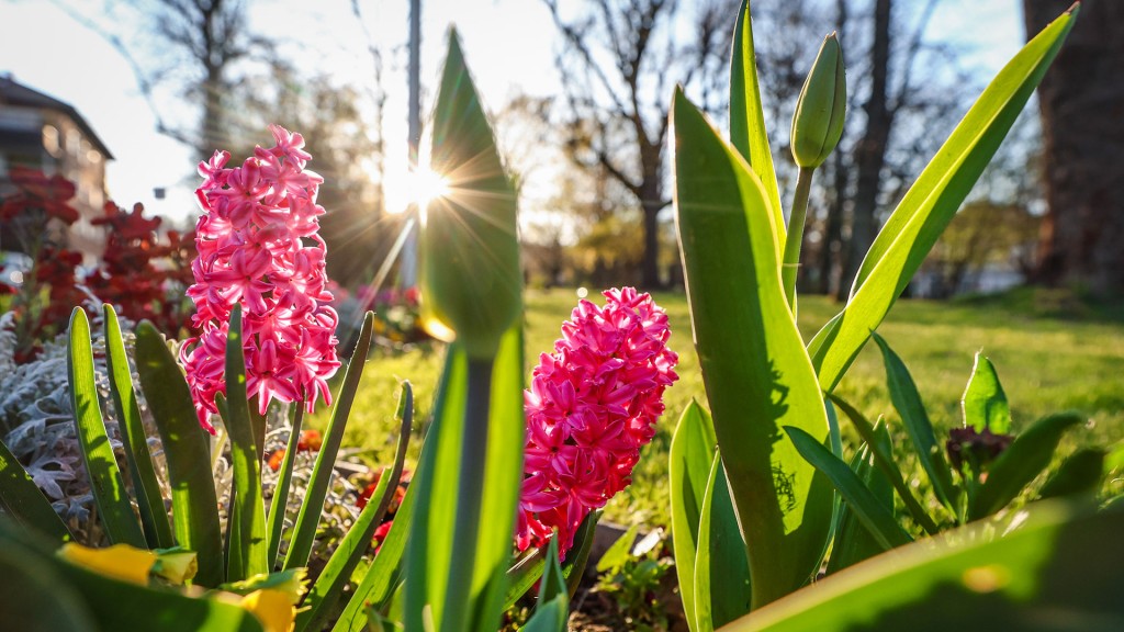 Blühende Hyazinten vor Frühlingssonne.
