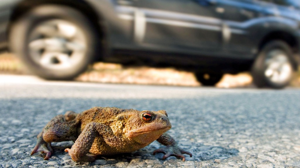 Symbolbild: Krötenwanderung, eine Erdkröte (Bufo bufo) überquert die Straße neben einem fahrenden Auto