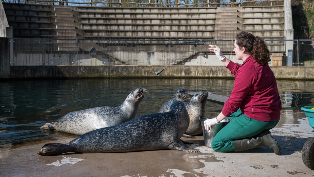 Foto: Seehund-Fütterung vor leerer Tribüne 