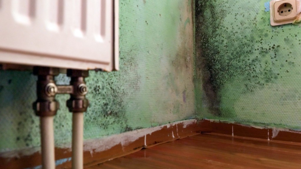 Foto: Schimmel an einer Wohnwand