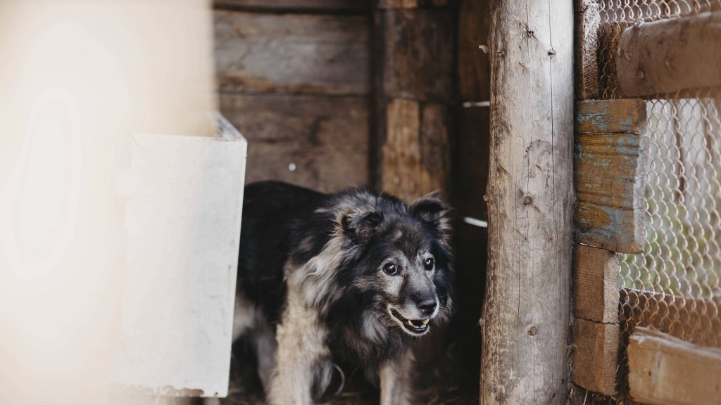 Ein verwahrloster Hund in einem Holzverschlag