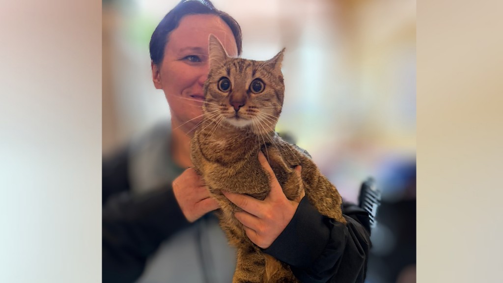  Kater Flummy auf dem Arm der Tierheimleiterin Valerie Niklas