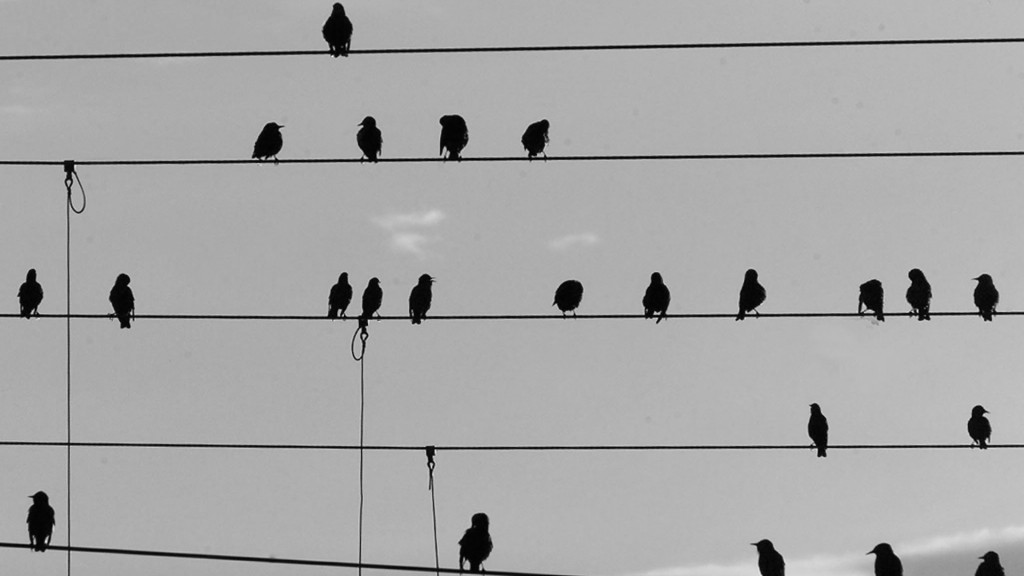 Vögel auf Stromleitungen 