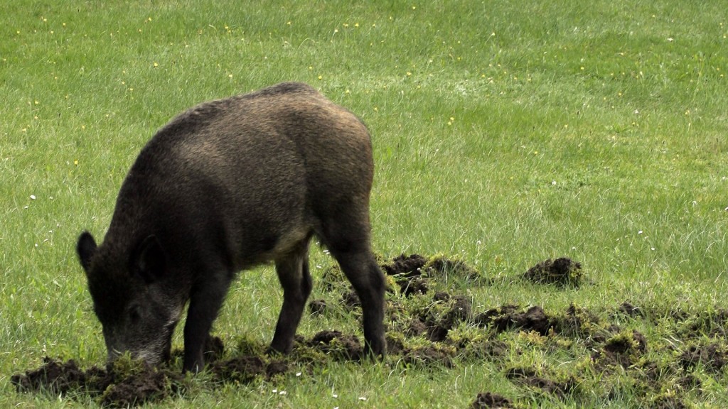 Wildschweine graben in einer Grünanlage