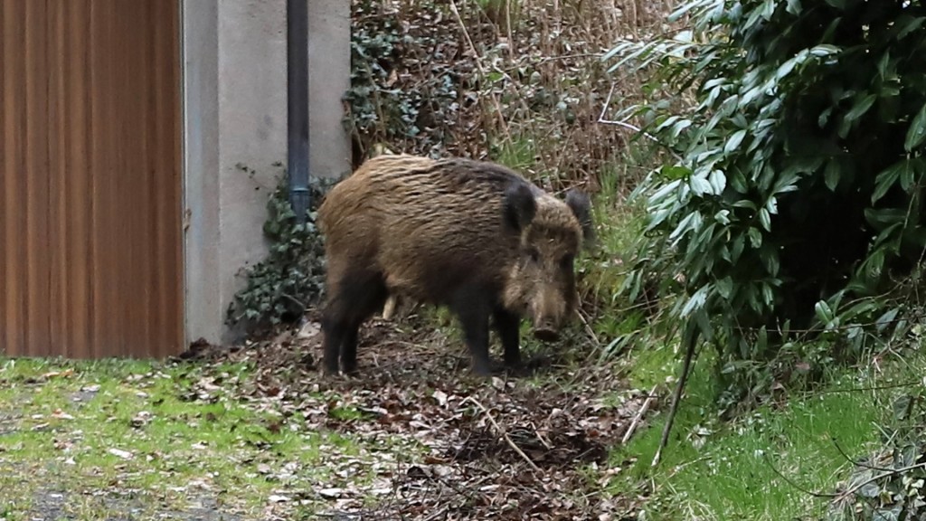 Foto: Ein Wildschwein steht am Nachmittag an einer Garage in einem Wohngebiet