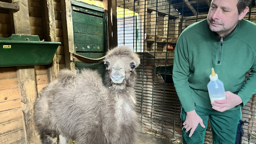 Das Kamelbaby im Neunkircher Zoo