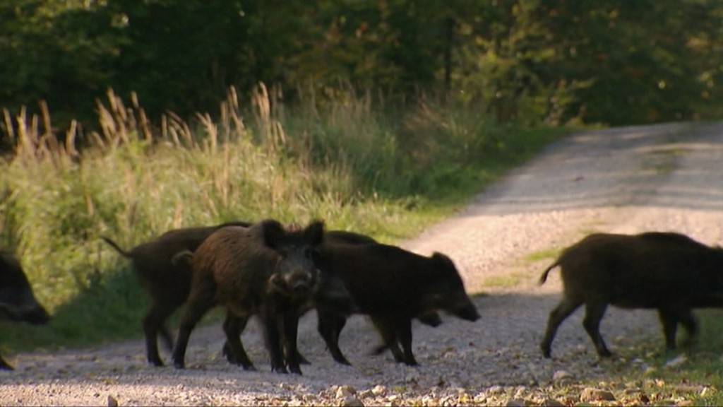 Foto: Wildschweine im Saarland
