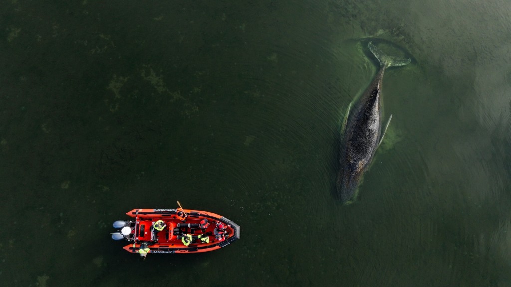 Die von Greenpeace Deutschland zur Verfügung gestellte Aufnahme zeigt den gestrandeten Buckelwal in der Ostsee.