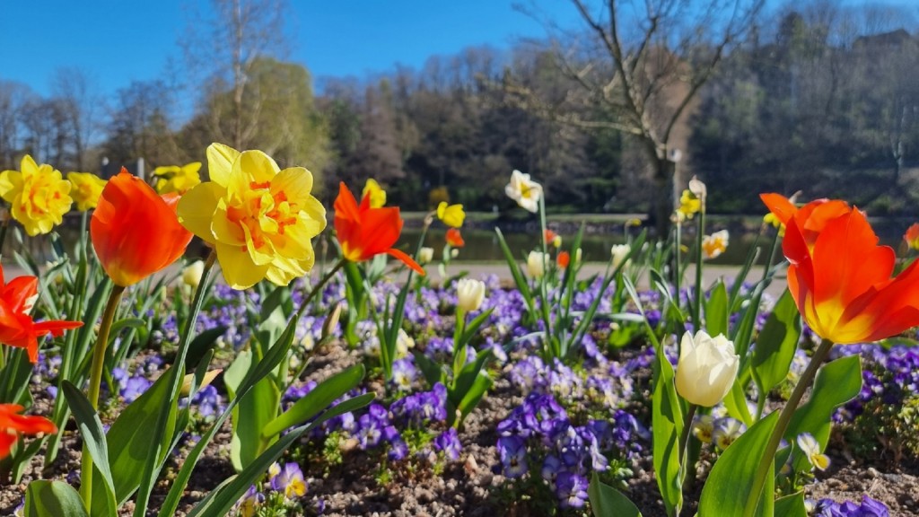 Blumen in Deutsch-Französischen Garten Saarbrücken
