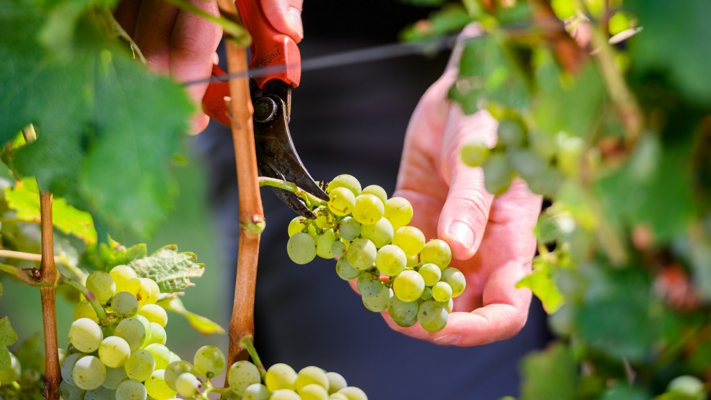 Weintrauben werden von der Rebe geschnitten