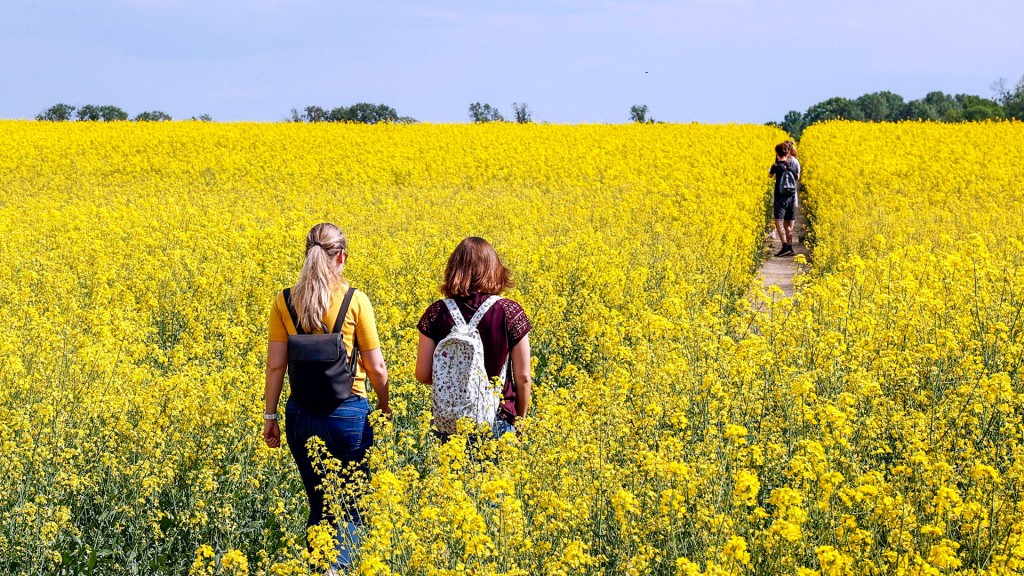 Spaziergängerinnen laufen über einen Feldweg an blühenden Rapsfeldern vorbei.