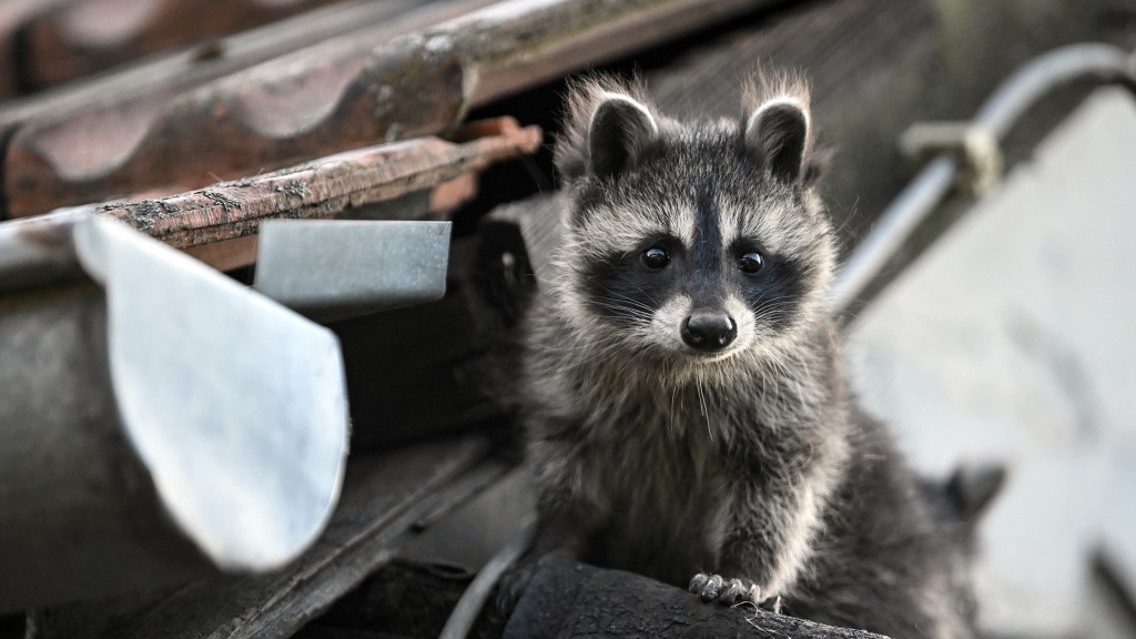 Ein Waschbär sitzt auf dem Dach eines Hauses