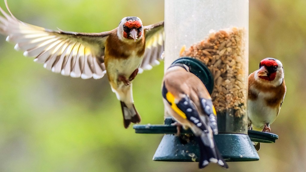 Stieglitze (Distelfinken) fliegen auf eine Futterstelle im Garten