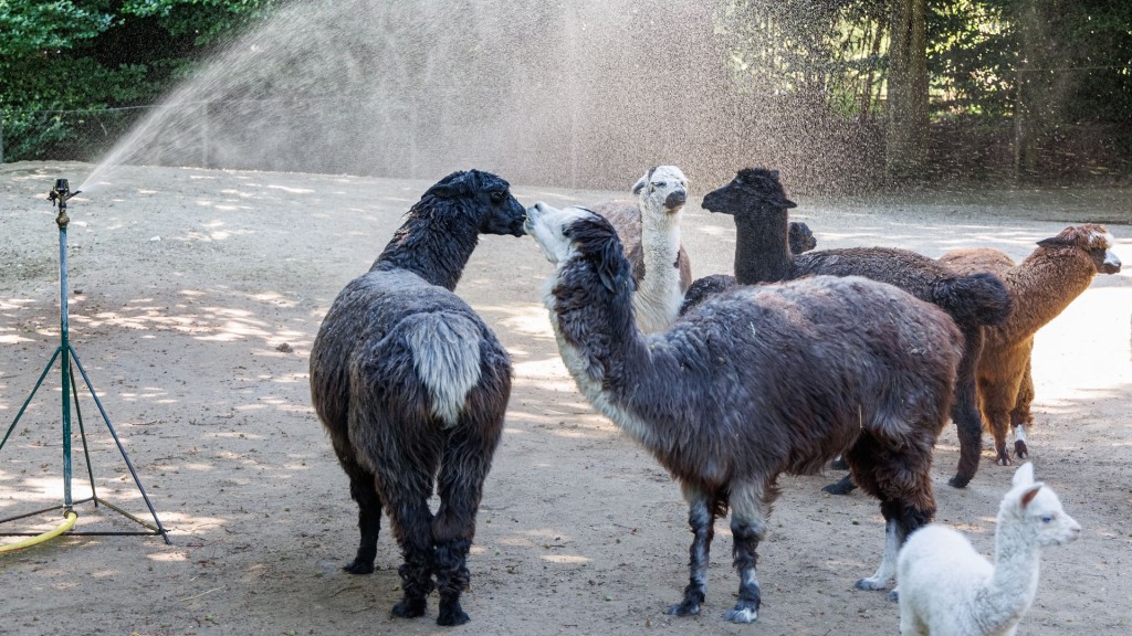 Dusche für die Alpakas