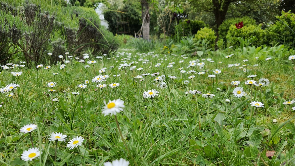 Eine Wiese im Garten