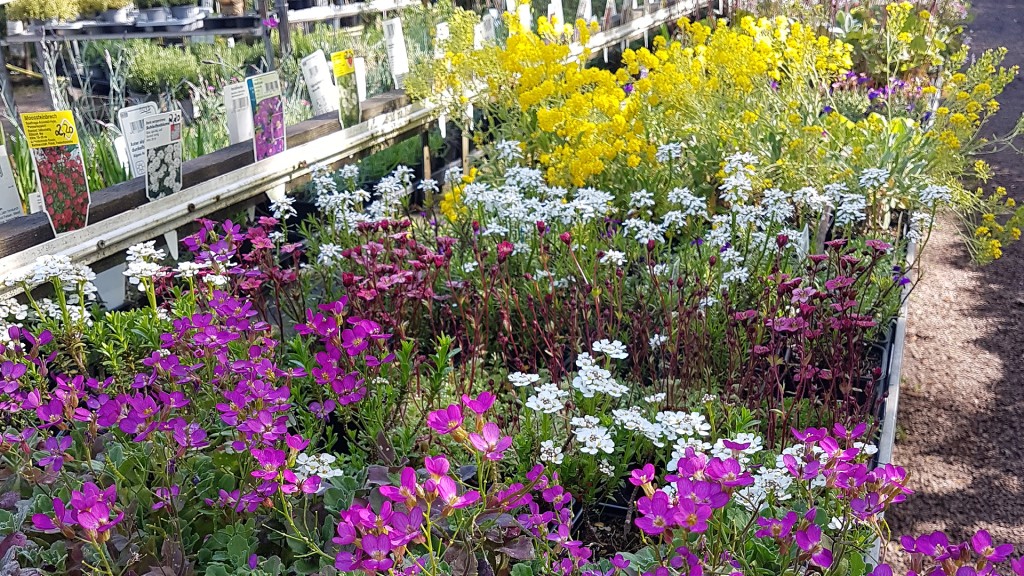 Stauden im Gartencenter