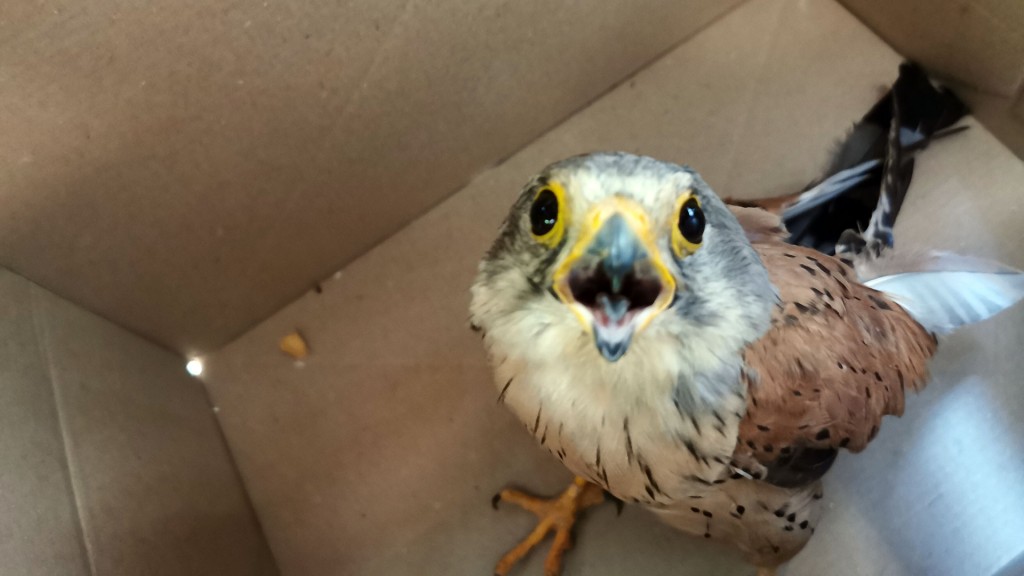 Ein Vogeljungtier sitzt in einem Karton