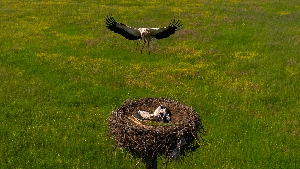 Storch im Anflug auf das Nest