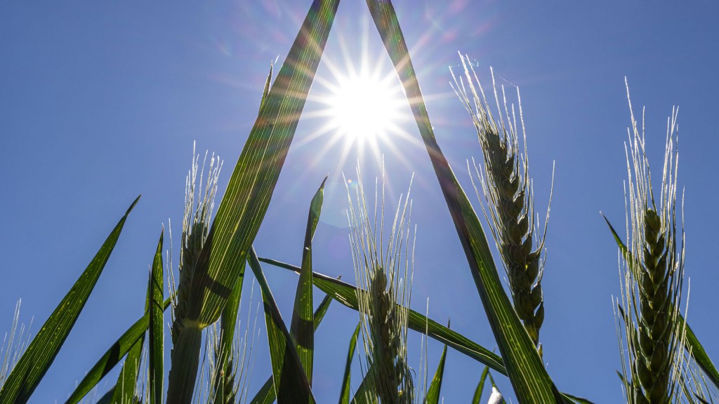 Die Sonne scheint vom blauen Himmel auf eine Getreidefeld