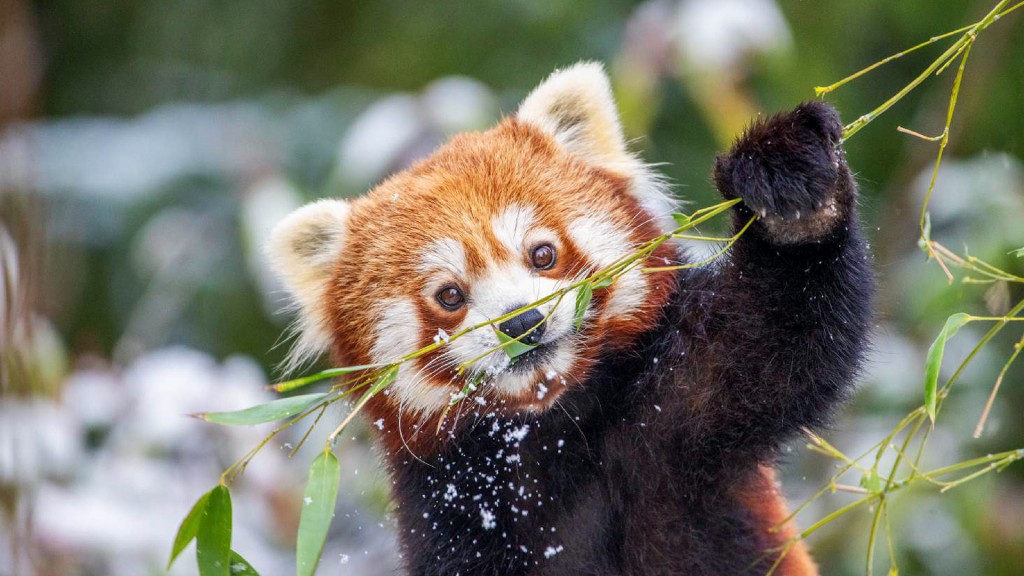 Rotpanda im Zoo von Amnéville