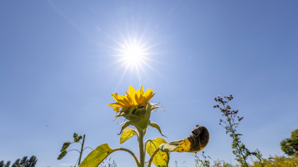 Foto:Die Sonne scheint auf eine Sonnenblume auf einem Feld