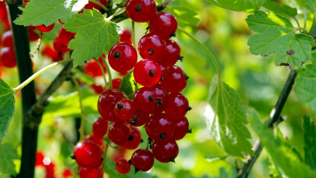 Johannisbeeren
