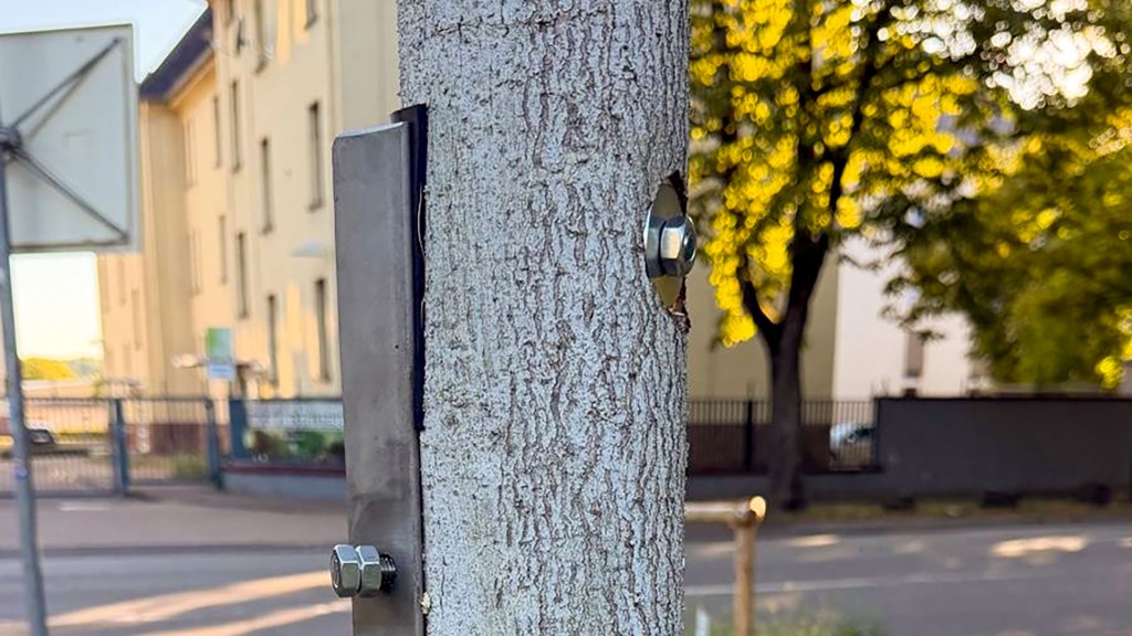 Foto: Rettungsversuche für illegal angesägte Bäume in Sarlouis