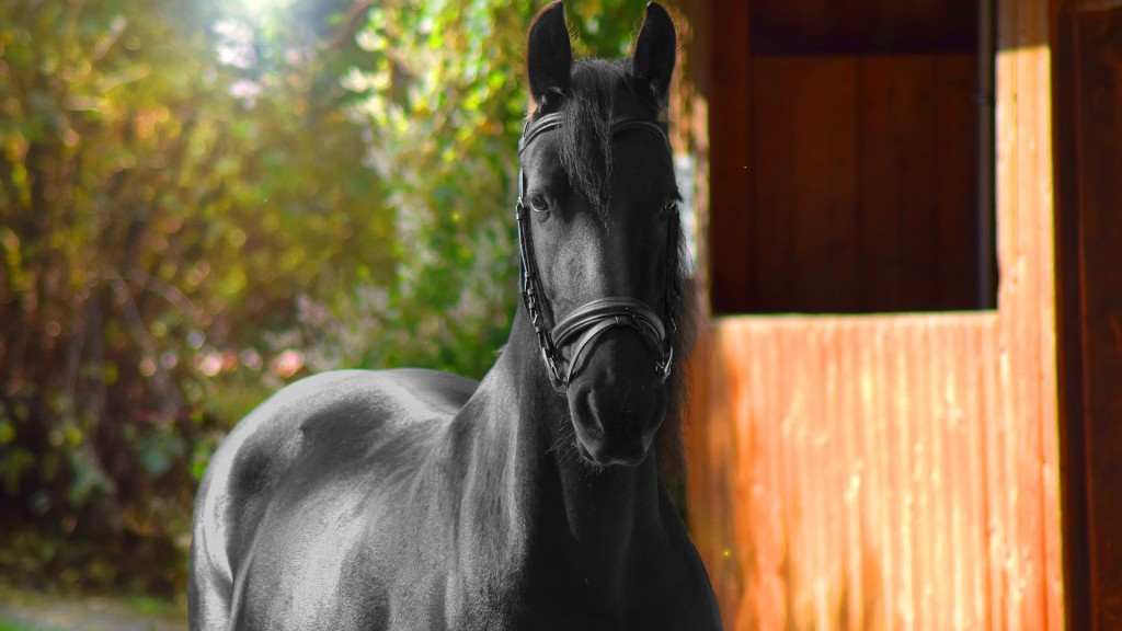 Ein Reitpferd