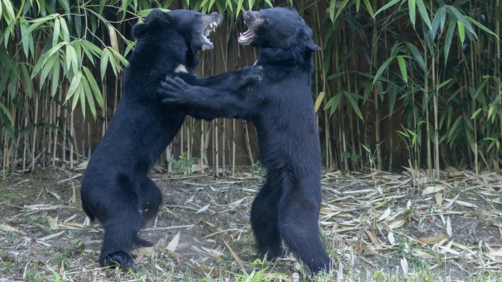 Kragenbären Heinrich und Henriette im Zoo Neunkirchen